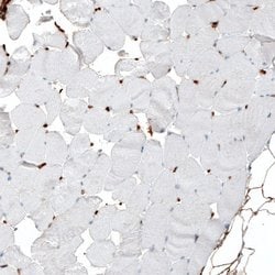 Integrin alpha 1/CD49a Antibody (CL7207), Novus Biologicals 25 &mu;L; Unconjugated:Antibodies,